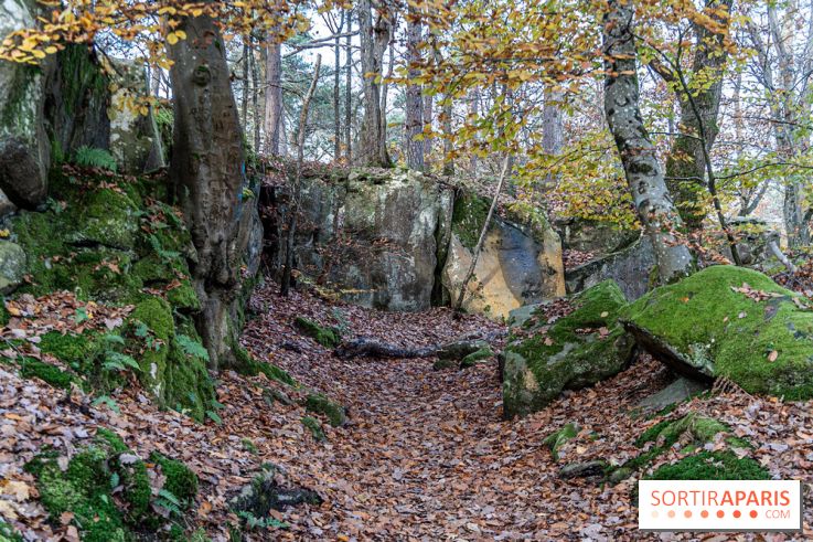 Randonnée à Fontainebleau : le sentier sur les pas de Denecourt jusqu’à la Tour Denecourt -  A7C7562