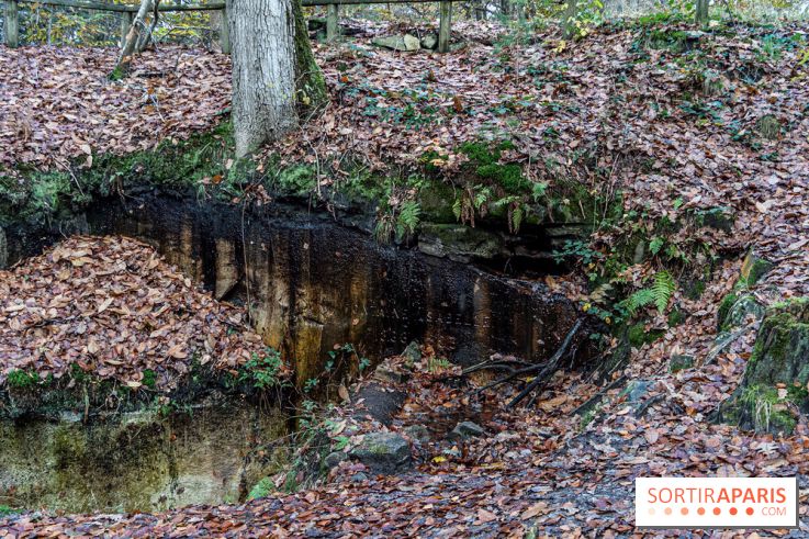Randonnée à Fontainebleau : le sentier sur les pas de Denecourt jusqu’à la Tour Denecourt -  A7C7576