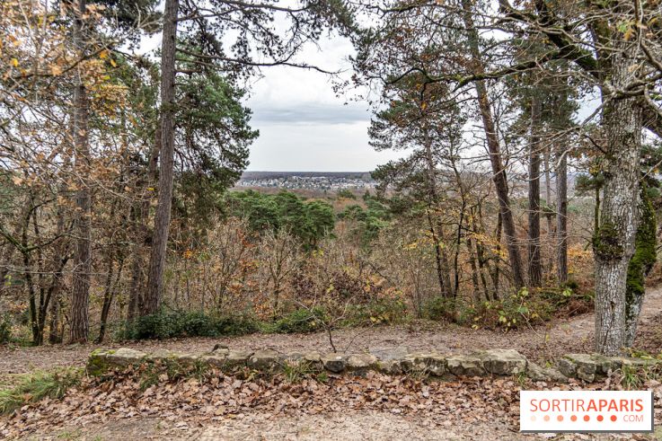 Randonnée à Fontainebleau : le sentier sur les pas de Denecourt jusqu’à la Tour Denecourt -  A7C7586
