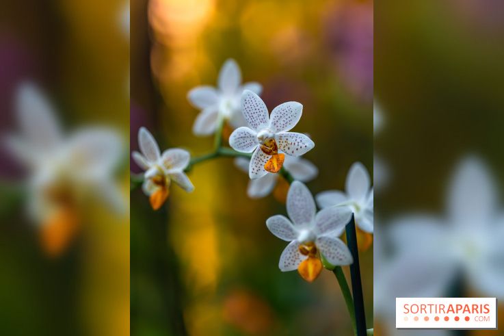Mille et une orchidées 2025 - les photos