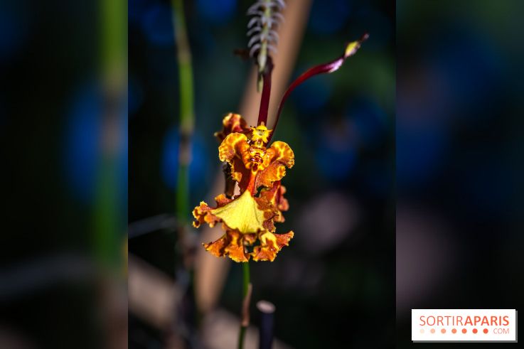 Mille et une orchidées 2025 - les photos