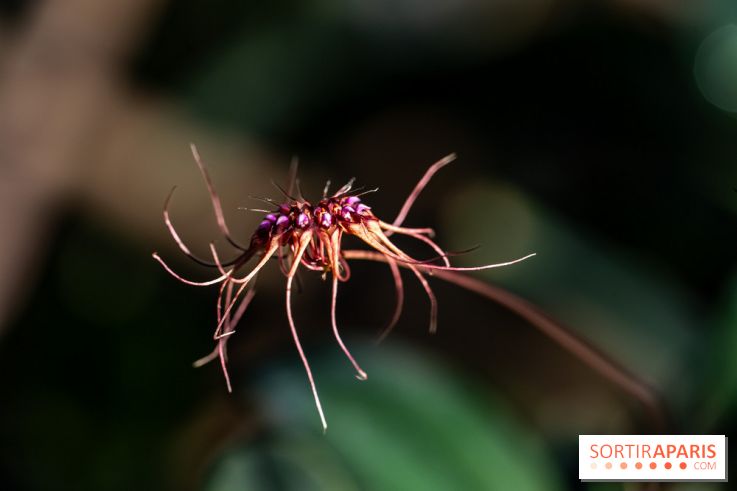 Mille et une orchidées 2025 - les photos