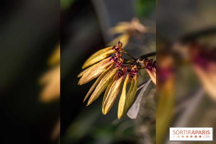 Mille et une orchidées 2025 - les photos