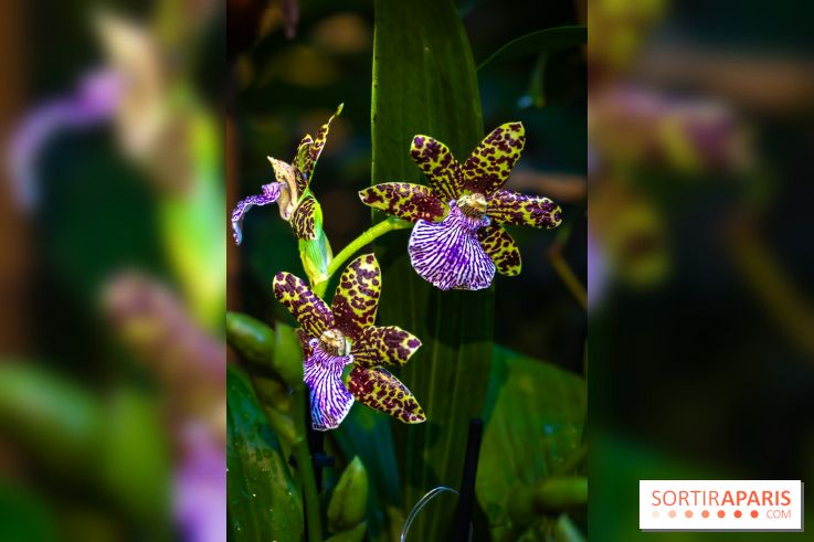Mille et une orchidées 2025 - les photos