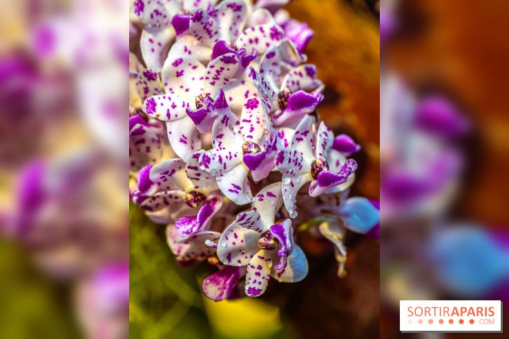 Mille et une orchidées 2025 - les photos