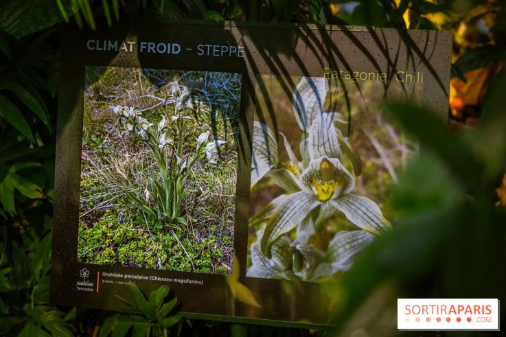 Mille et une orchidées 2025 - les photos