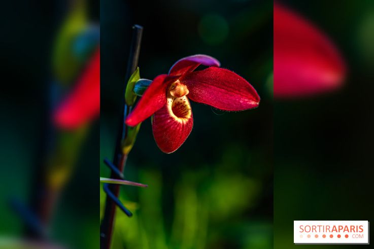 Mille et une orchidées 2025 - les photos