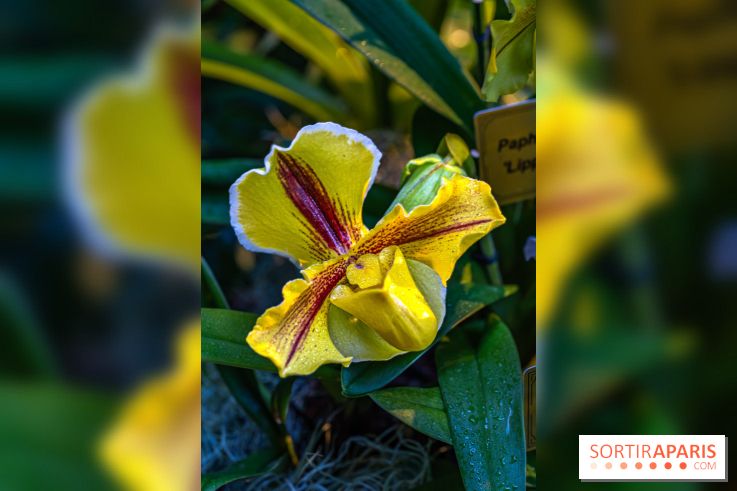 Mille et une orchidées 2025 - les photos