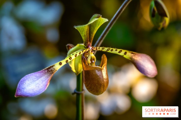 Mille et une orchidées 2025 - les photos