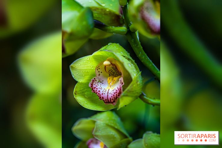 Mille et une orchidées 2025 - les photos