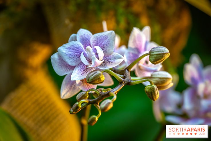 Mille et une orchidées 2025 - les photos