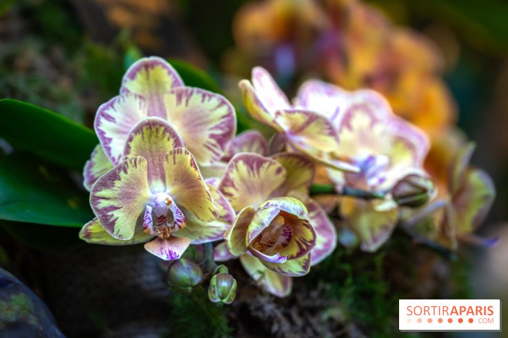 Mille et une orchidées 2025 - les photos