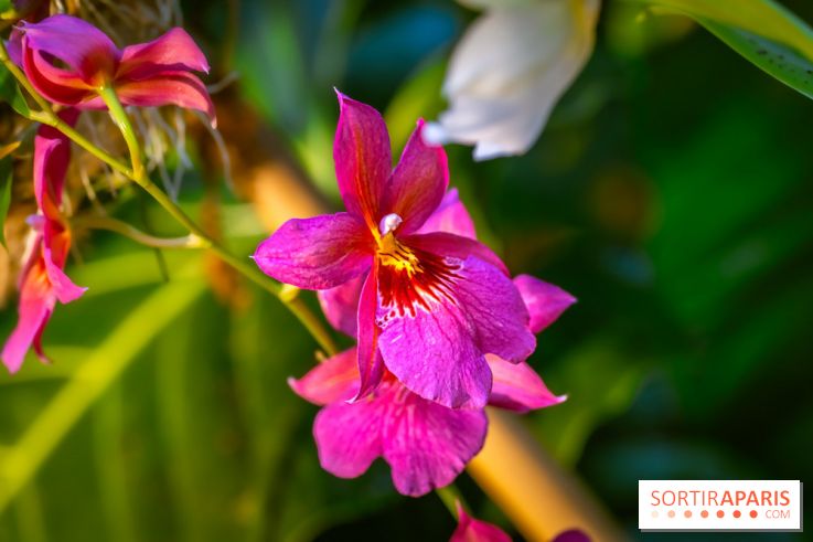 Mille et une orchidées 2025 - les photos