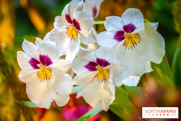 Mille et une orchidées 2025 - les photos