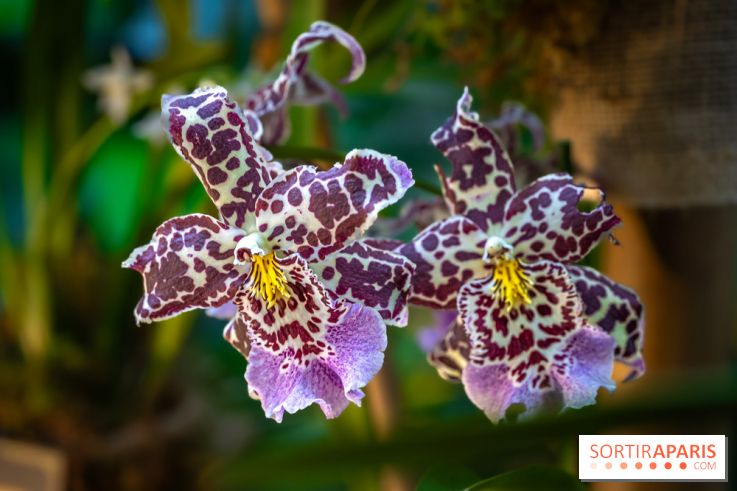 Mille et une orchidées 2025 - les photos