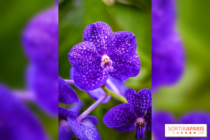 Mille et une orchidées 2025 - les photos