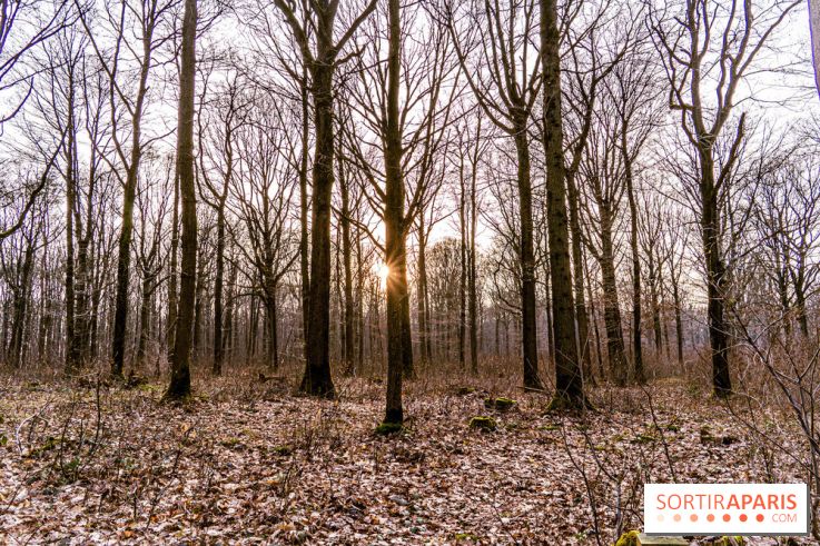 Balade sentier : Conte de Mélida, l'esprit de la forêt en forêt de Méridon (78)