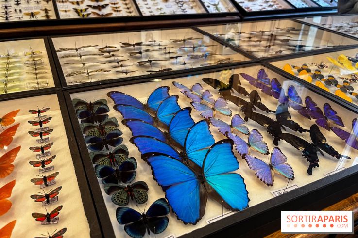 Deyrolle, l'incroyable cabinet de curiosités à Paris - nos photos