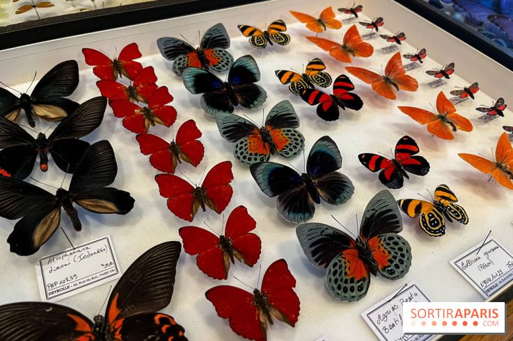 Deyrolle, l'incroyable cabinet de curiosités à Paris - nos photos