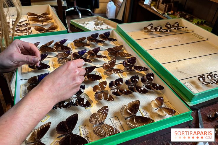 Deyrolle, l'incroyable cabinet de curiosités à Paris - nos photos - image00055