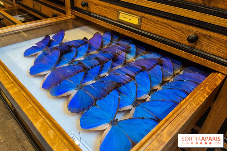 Deyrolle, l'incroyable cabinet de curiosités à Paris - nos photos