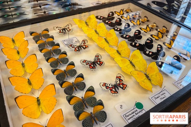 Deyrolle, l'incroyable cabinet de curiosités à Paris - nos photos