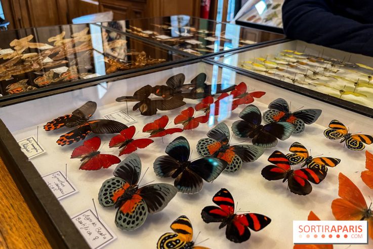 Deyrolle, l'incroyable cabinet de curiosités à Paris - nos photos