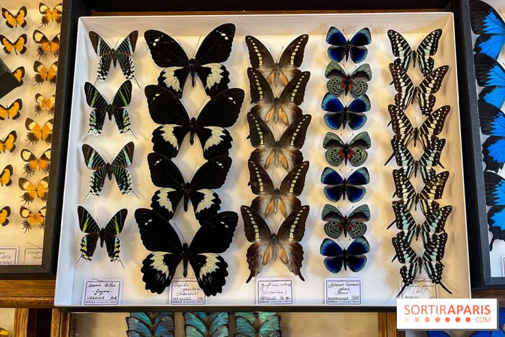 Deyrolle, l'incroyable cabinet de curiosités à Paris - nos photos