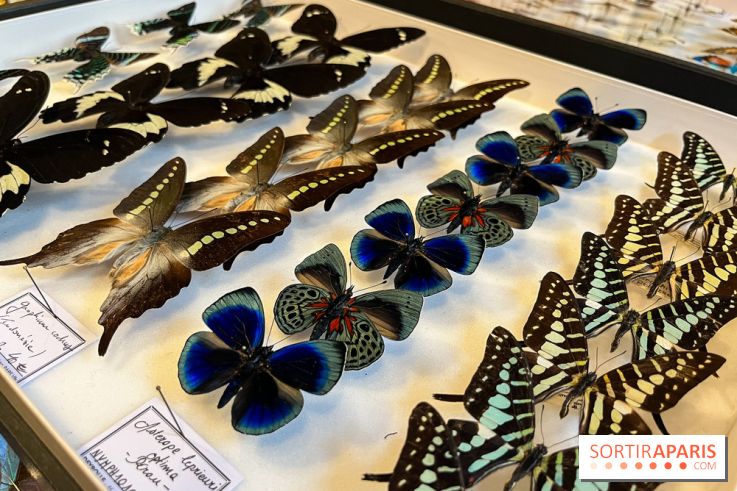Deyrolle, l'incroyable cabinet de curiosités à Paris - nos photos