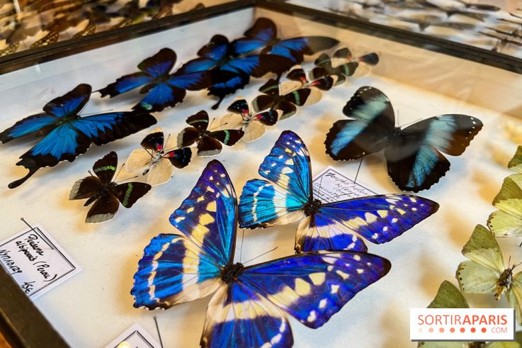 Deyrolle, l'incroyable cabinet de curiosités à Paris - nos photos