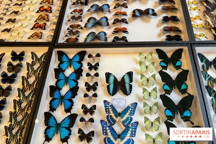 Deyrolle, l'incroyable cabinet de curiosités à Paris - nos photos
