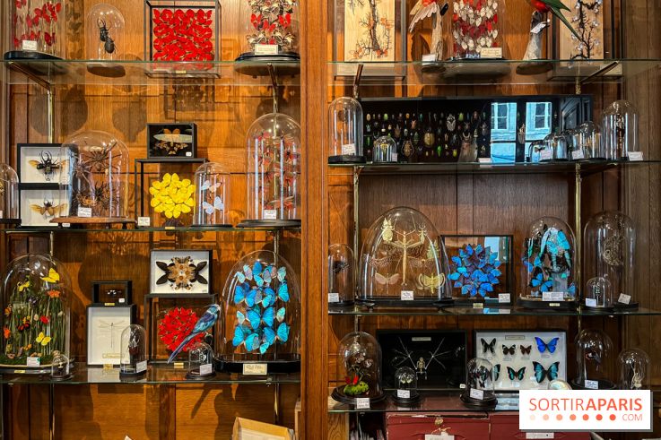Deyrolle, l'incroyable cabinet de curiosités à Paris - nos photos