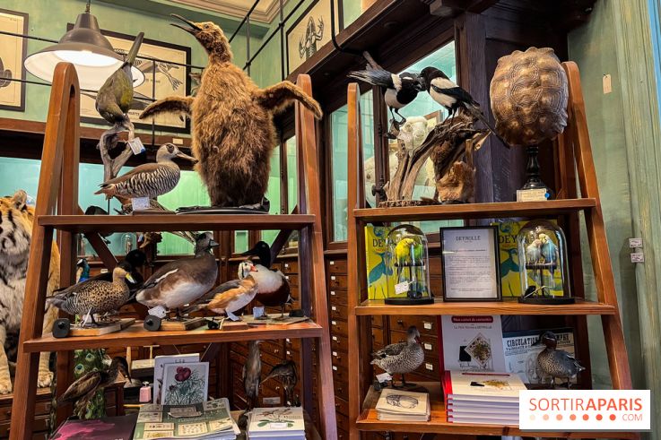 Deyrolle, l'incroyable cabinet de curiosités à Paris - nos photos