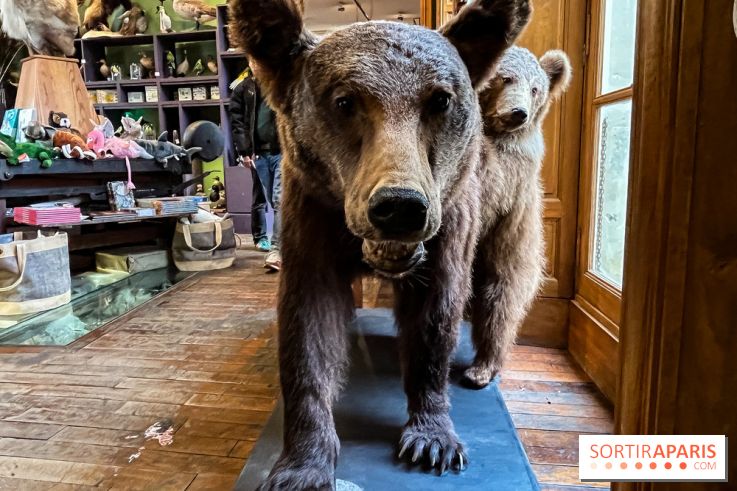 Deyrolle, l'incroyable cabinet de curiosités à Paris - nos photos