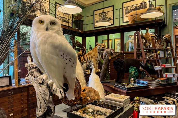 Deyrolle, l'incroyable cabinet de curiosités à Paris - nos photos