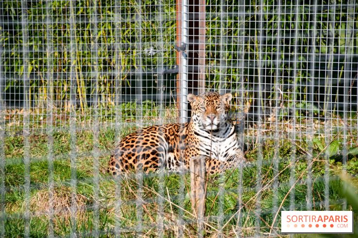 Lumigny Safari Reserve - nos photos - image00055