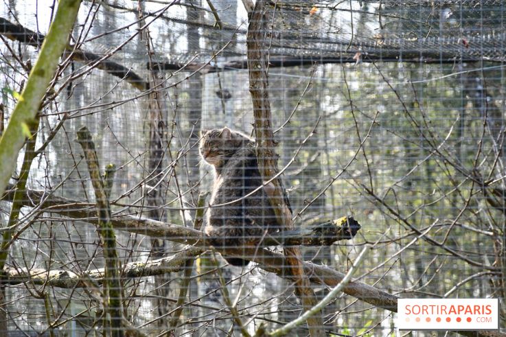 Lumigny Safari Reserve - nos photos - image00050