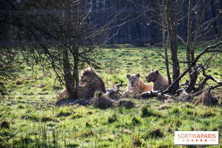 Lumigny Safari Reserve - nos photos - image00047