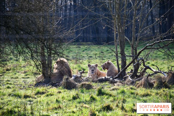 Lumigny Safari Reserve - nos photos - image00048