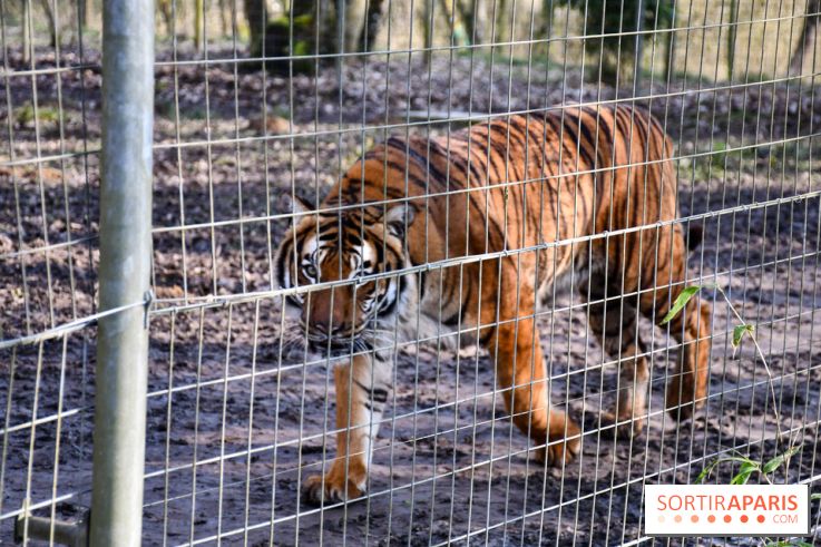 Lumigny Safari Reserve - nos photos - image00045