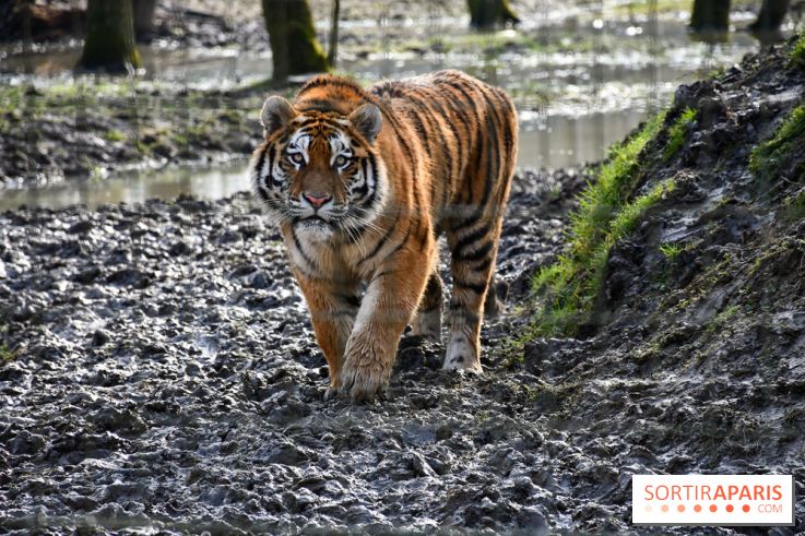 Lumigny Safari Reserve - nos photos - image00030