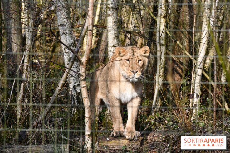 Lumigny Safari Reserve - nos photos - image00022