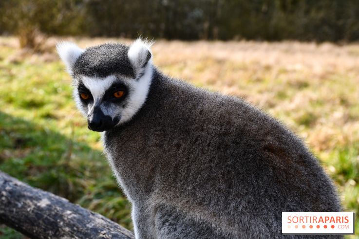 Lumigny Safari Reserve - nos photos - image00018