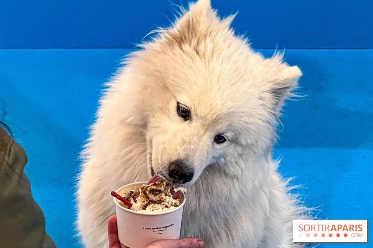 Je T'aime Comme Un Chien : food, mode, déco ... une expo qui a du chien au Bon Marché Rive Gauche - image00030