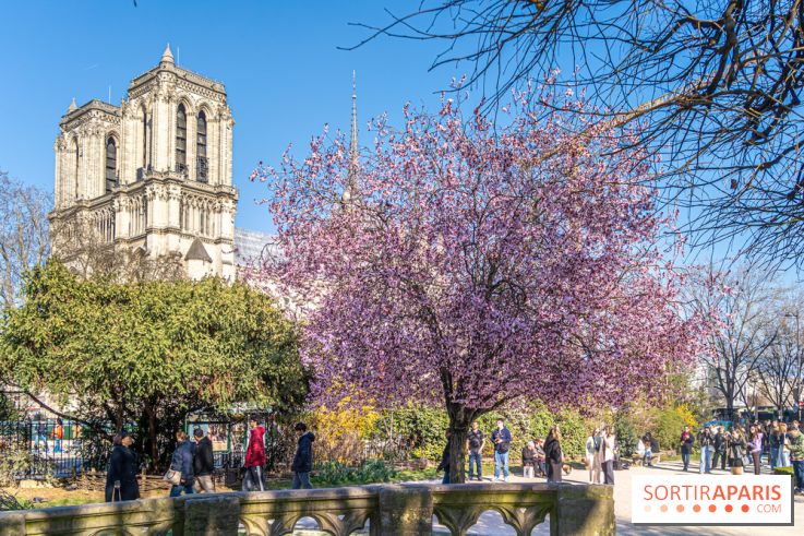 Le Square Viviani devant Notre-Dame de Paris