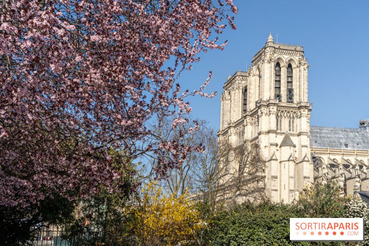 Le Square Viviani devant Notre-Dame de Paris