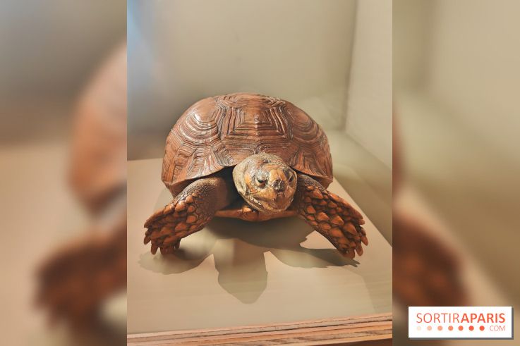 Déserts : l'exposition scientifique se dévoile au Muséum d'Histoire naturelle de Paris - fotor 1743502190807