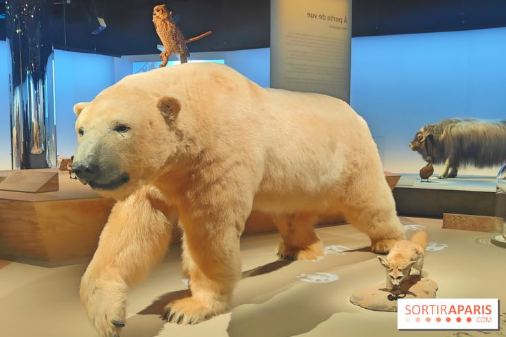 Déserts : l'exposition scientifique se dévoile au Muséum d'Histoire naturelle de Paris