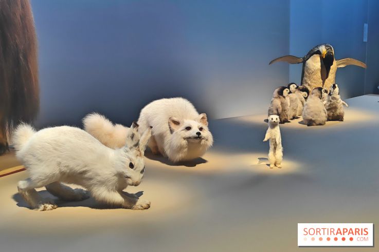 Déserts : l'exposition scientifique se dévoile au Muséum d'Histoire naturelle de Paris