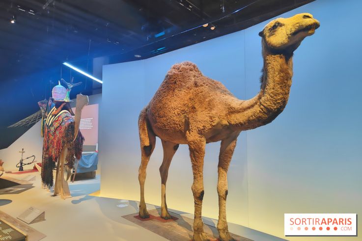 Déserts : l'exposition scientifique se dévoile au Muséum d'Histoire naturelle de Paris